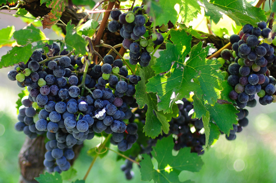 engagement session ring shot in grapes photo