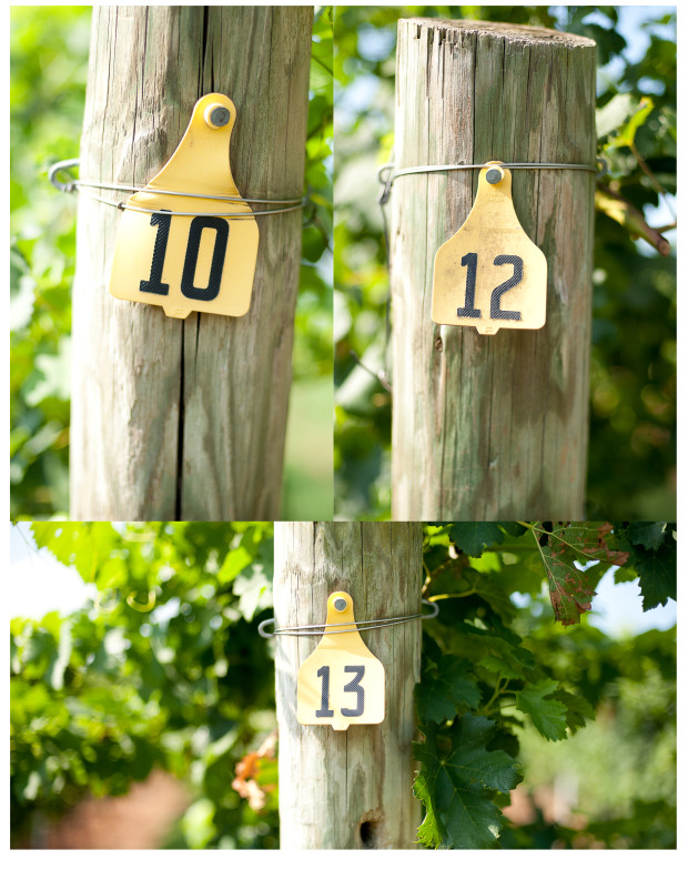 Engagement session at Barboursville Vineyards by Kibler Photography Save the date at Barboursville Vineyards