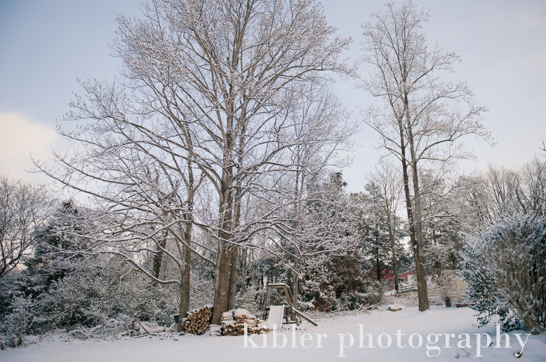 pretty trees in snow