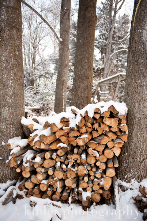 wood pile in between trees