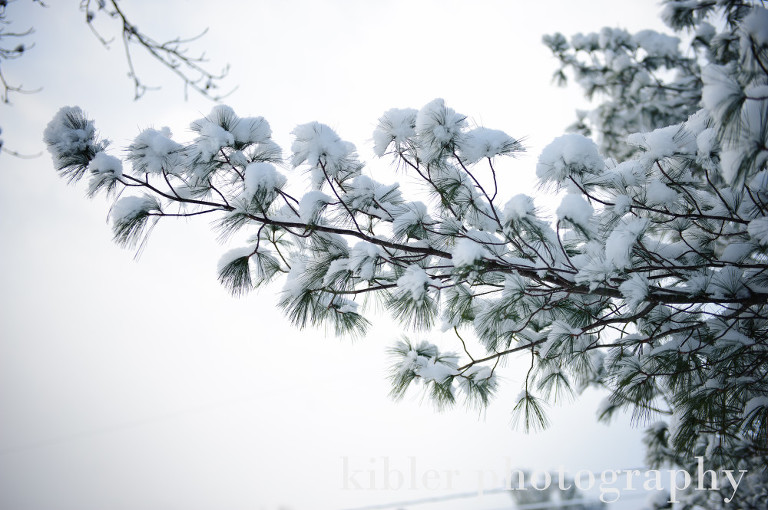 snow on pine tree limb