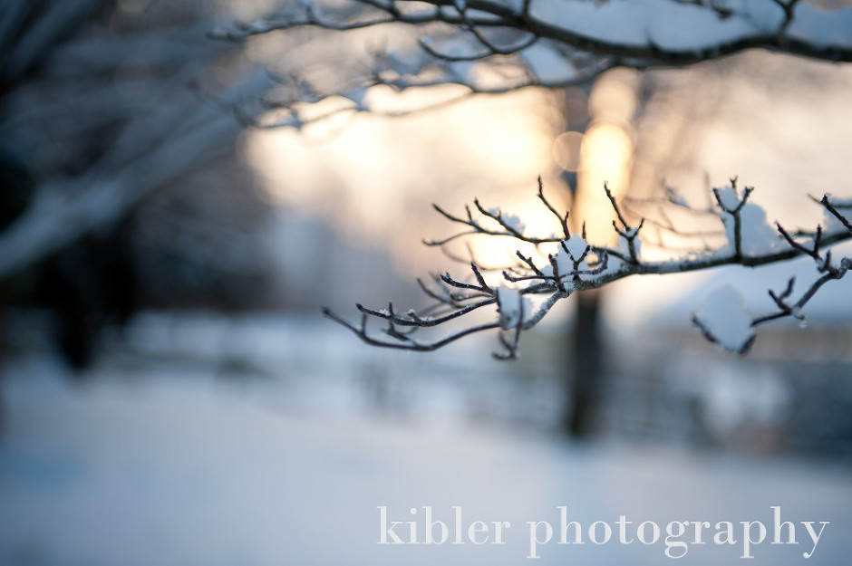 snow on a small branch