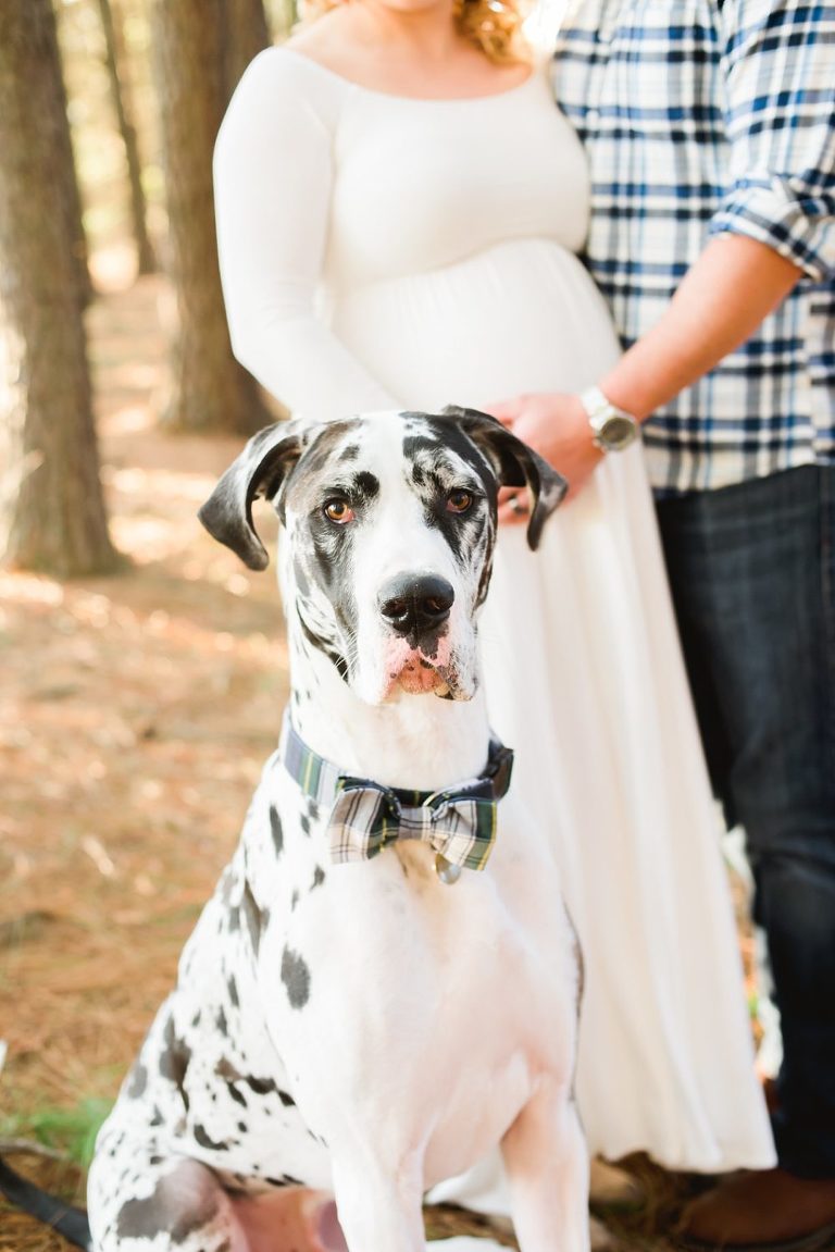 family pet dog in maternity session by Charlottesville Virginia Maternity Photographer