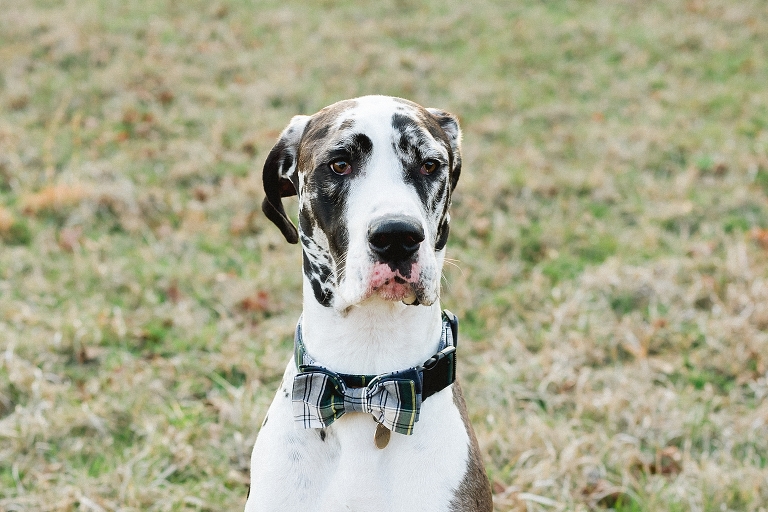 Charlottesville Virginia Maternity Photographer Sally and Kenny-6770-1.jpg